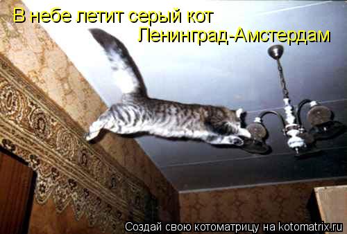Котоматрица: В небе летит серый кот Ленинград-Амстердам