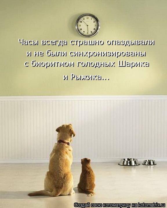 Котоматрица: Часы всегда страшно опаздывали и не были синхронизированы с биоритмом голодных Шарика и Рыжика...