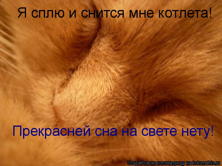 Котоматрица: Я сплю и снится мне котлета! Прекрасней сна на свете нету!