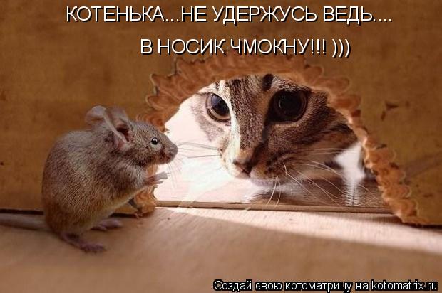 КОТЕНЬКА...НЕ УДЕРЖУСЬ ВЕДЬ.... В НОСИК ЧМОКНУ!!! )))... Котоматрица: КОТЕНЬКА...НЕ УДЕРЖУСЬ ВЕДЬ.... В НОСИК ЧМОКНУ!!! )))