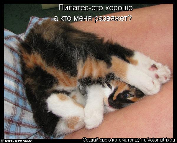 Котоматрица: Пилатес-это хорошо а кто меня развяжет?