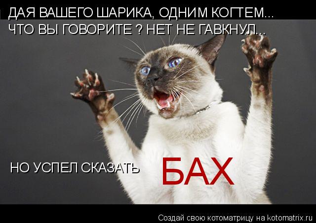 Котоматрица: ДАЯ ВАШЕГО ШАРИКА, ОДНИМ КОГТЕМ... ЧТО ВЫ ГОВОРИТЕ ? НЕТ НЕ ГАВКНУЛ... НО УСПЕЛ СКАЗАТЬ БАХ