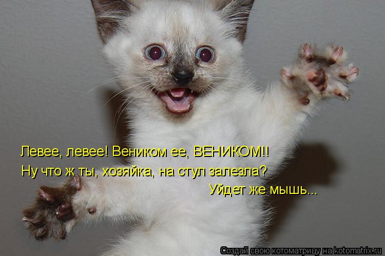 Котоматрица: Левее, левее! Веником ее, ВЕНИКОМ!! Ну что ж ты, хозяйка, на стул залезла? Уйдет же мышь...