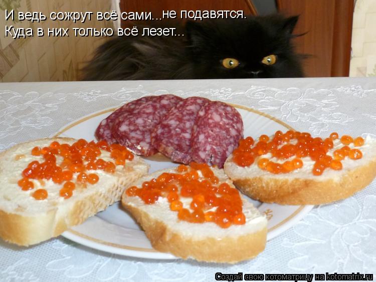 Котоматрица: И ведь сожрут всё сами... Куда в них только всё лезет... не подавятся.