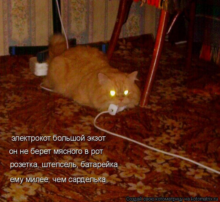 Котоматрица: электрокот большой экзот он не берет мясного в рот розетка, штепсель, батарейка ему милее, чем сарделька