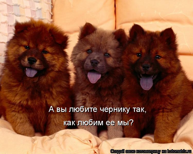 А вы любите чернику так, как любим ее мы?... Котоматрица: А вы любите чернику так, как любим ее мы?
