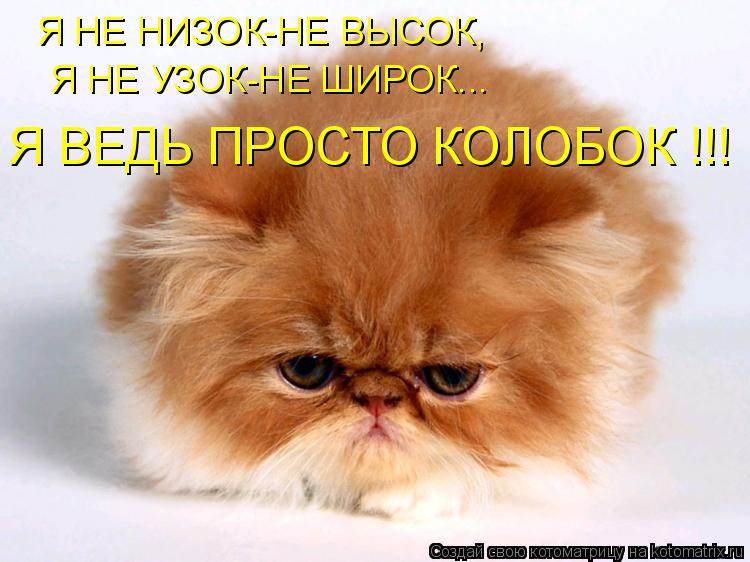 Котоматрица: Я НЕ НИЗОК-НЕ ВЫСОК, Я НЕ УЗОК-НЕ ШИРОК... Я ВЕДЬ ПРОСТО КОЛОБОК !!!