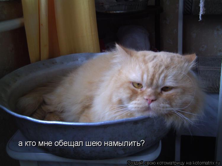 Котоматрица: а кто мне обещал шею намылить?