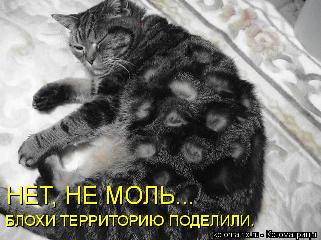 НЕТ, НЕ МОЛЬ... БЛОХИ ТЕРРИТОРИЮ ПОДЕЛИЛИ.... Котоматрица: НЕТ, НЕ МОЛЬ... БЛОХИ ТЕРРИТОРИЮ ПОДЕЛИЛИ.