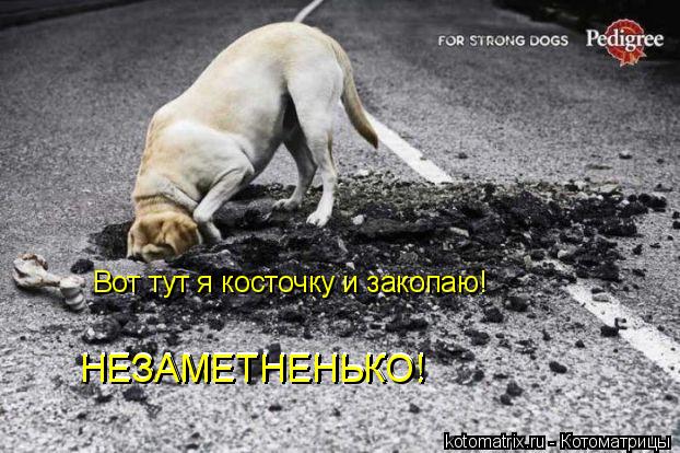 НЕЗАМЕТНЕНЬКО! НЕЗАМЕТНЕНЬКО! Вот тут я косточку и закопаю!... Котоматрица: НЕЗАМЕТНЕНЬКО! НЕЗАМЕТНЕНЬКО! Вот тут я косточку и закопаю!