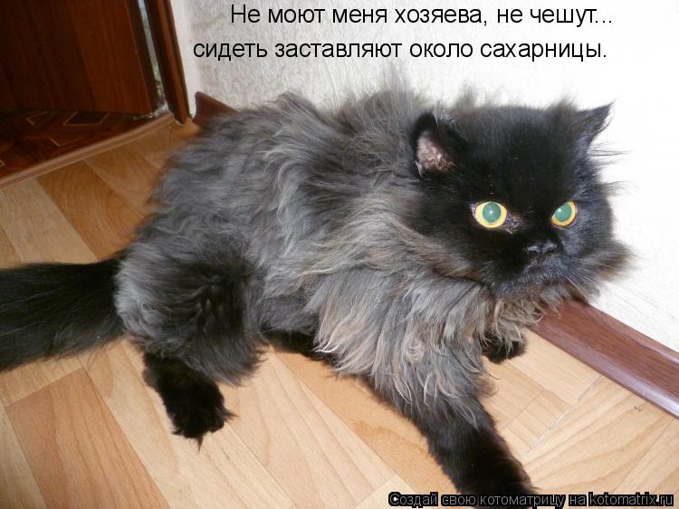 Не моют меня хозяева, не чешут... сидеть заставляют около сахарницы.... Котоматрица: Не моют меня хозяева, не чешут... сидеть заставляют около сахарницы.