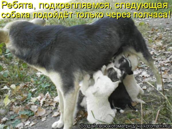 Ребята, подкрепляемся, следующая собака подойдёт только через полчаса!... Котоматрица: Ребята, подкрепляемся, следующая собака подойдёт только через полчаса!