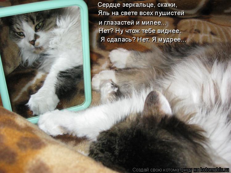 Сердце зеркальце, скажи, Яль на свете всех пушистей Нет? Ну чтож тебе виднее. и глазастей и милее... ... Котоматрица: Сердце зеркальце, скажи, Яль на свете всех пушистей Нет? Ну чтож тебе виднее. и глазастей и милее... Я сдалась? Нет. Я мудрее...