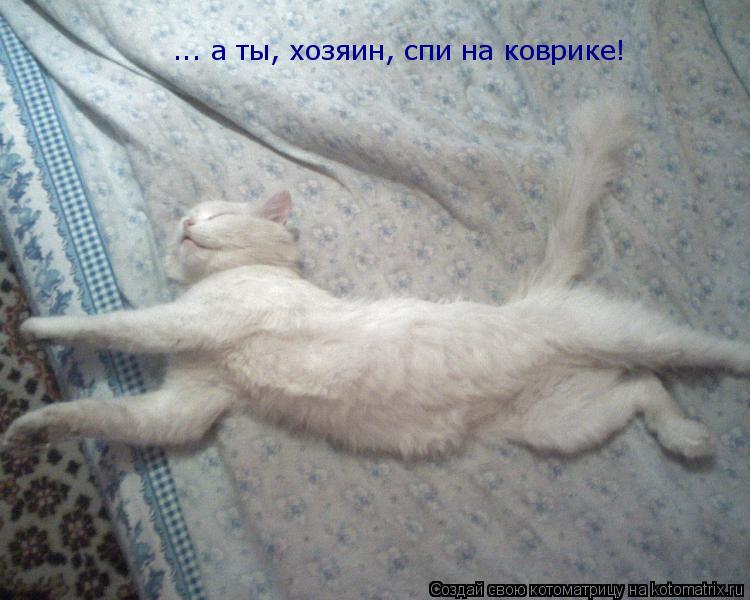 Котоматрица: ... а ты, хозяин, спи на коврике!