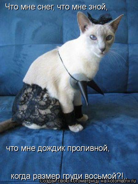 Что мне снег, что мне зной, что мне дождик проливной, когда размер груди восьмой?!..... Котоматрица: Что мне снег, что мне зной, что мне дождик проливной, когда размер груди восьмой?!..