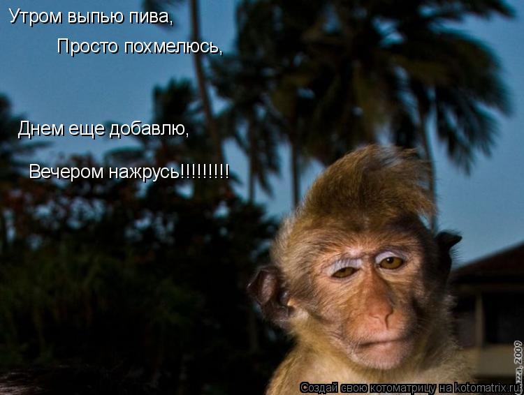 Котоматрица: Утром выпью пива, Просто похмелюсь, Днем еще добавлю, Вечером нажрусь!!!!!!!!!