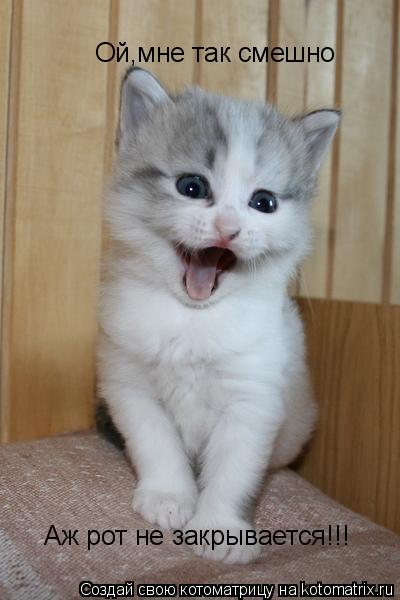 Ой,мне так смешно Аж рот не закрывается!!!... Котоматрица: Ой,мне так смешно Аж рот не закрывается!!!