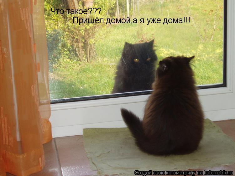 Что такое??? Пришёл домой,а я уже дома!!!... Котоматрица: Что такое??? Пришёл домой,а я уже дома!!!