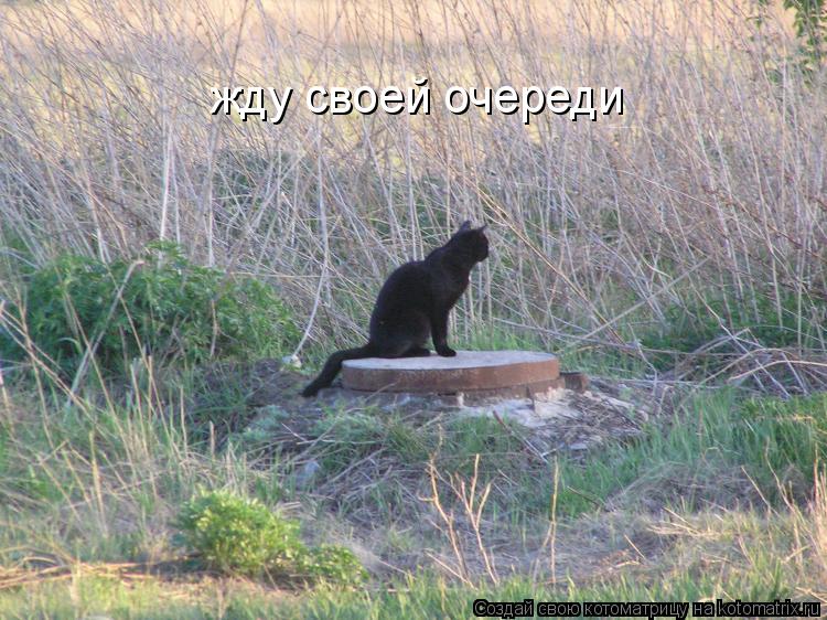жду своей очереди... Котоматрица: жду своей очереди