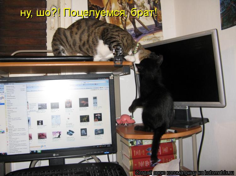ну, шо?! Поцелуемся, брат!... Котоматрица: ну, шо?! Поцелуемся, брат!