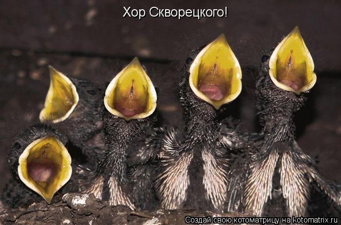 Котоматрица: Хор Скворецкого!