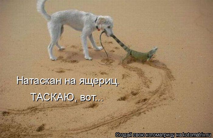 Котоматрица: Натаскан на ящериц. ТАСКАЮ, вот...