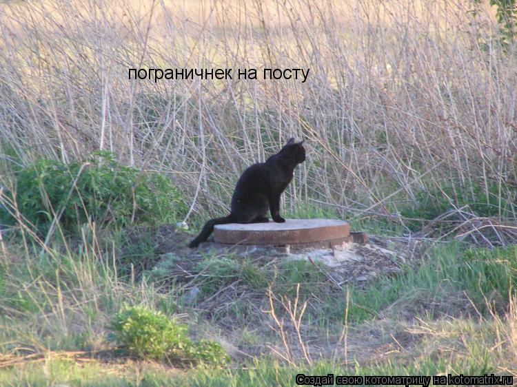 пограничнек на посту... Котоматрица: пограничнек на посту
