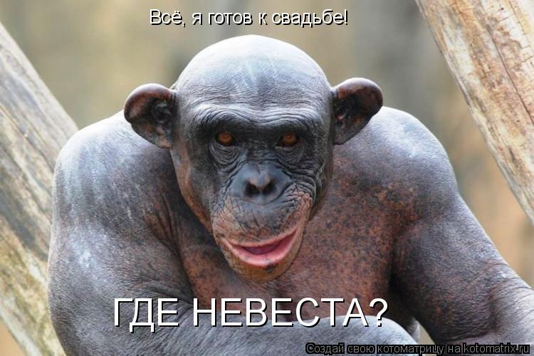 Всё, я готов к свадьбе! ГДЕ НЕВЕСТА?... Котоматрица: Всё, я готов к свадьбе! ГДЕ НЕВЕСТА?