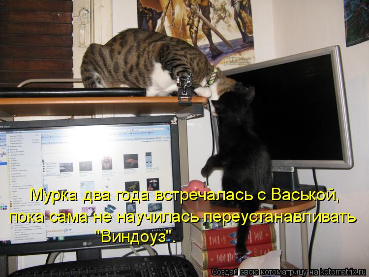Мурка два года встречалась с Васькой, пока сама не научилась переустанавливать "Виндоуз".... Котоматрица: Мурка два года встречалась с Васькой, пока сама не научилась переустанавливать "Виндоуз".