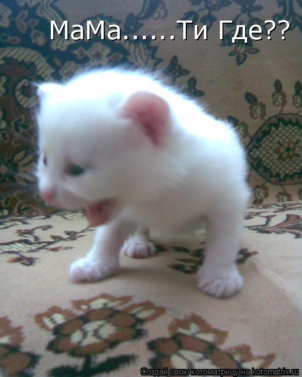 МаМа......Ти Где??... Котоматрица: МаМа......Ти Где??