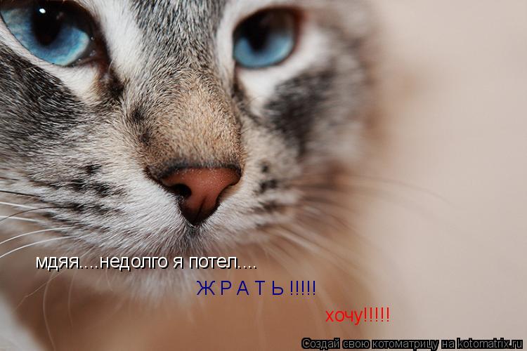 мдяя....недолго я потел.... Ж Р А Т Ь !!!!! хочу!!!!!... Котоматрица: мдяя....недолго я потел.... Ж Р А Т Ь !!!!! хочу!!!!!
