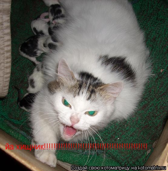 йа хищник!!!!!!!!!!!!!!!!!!!!!!!!!!!!!!!!!!!!!!!!!!!... Котоматрица: йа хищник!!!!!!!!!!!!!!!!!!!!!!!!!!!!!!!!!!!!!!!!!!!