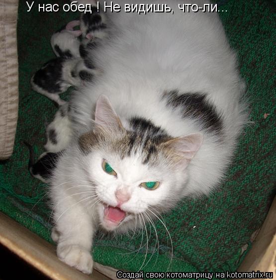 У нас обед ! Не видишь, что-ли...... Котоматрица: У нас обед ! Не видишь, что-ли...