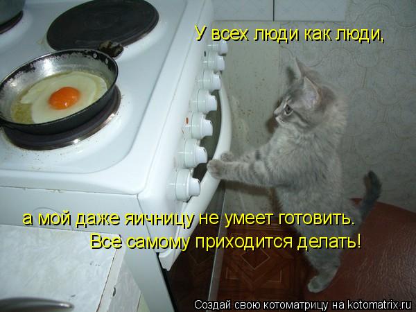 а мой даже яичницу не умеет готовить. У всех люди как люди, Все самому приходится делать!... Котоматрица: а мой даже яичницу не умеет готовить. У всех люди как люди, Все самому приходится делать!