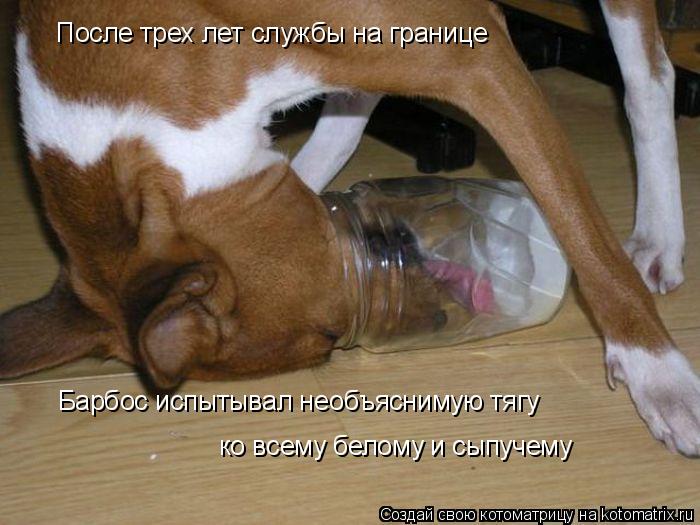 После трех лет службы на границе Барбос испытывал необъяснимую тягу ко всему белому и сыпучему... Котоматрица: После трех лет службы на границе Барбос испытывал необъяснимую тягу ко всему белому и сыпучему