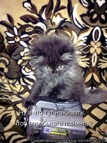Котоматрица: Ну и что тут нажимать, чтоб воробышка поймать?