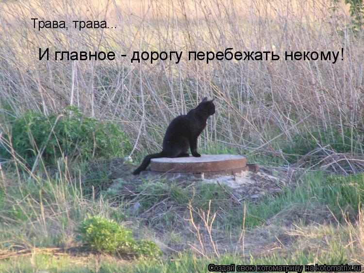 Трава, трава... И главное - дорогу перебежать некому!... Котоматрица: Трава, трава... И главное - дорогу перебежать некому!