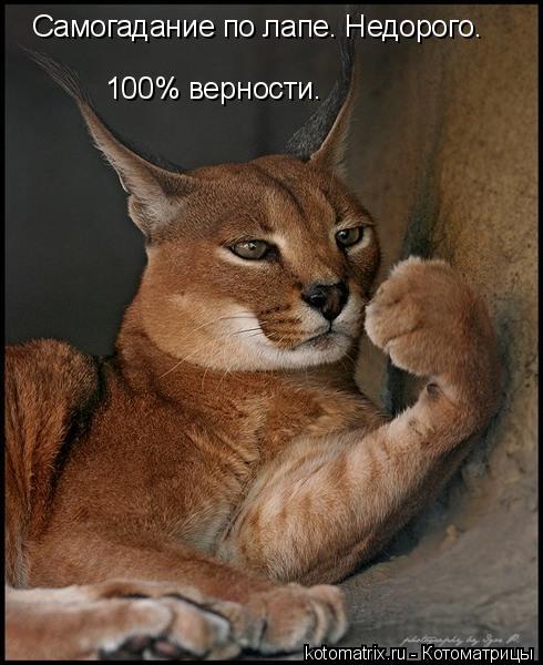 Самогадание по лапе. Недорого. 100% верности.... Котоматрица: Самогадание по лапе. Недорого. 100% верности.