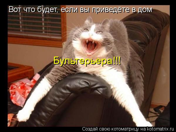 Вот что будет, если вы приведёте в дом Бультерьера!!!... Котоматрица: Вот что будет, если вы приведёте в дом Бультерьера!!!