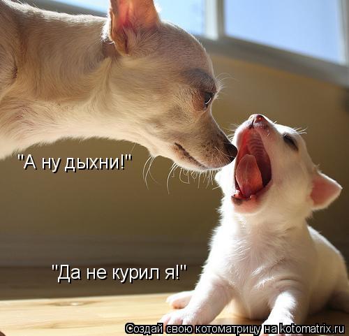 "А ну дыхни!" "Да не курил я!"... Котоматрица: "А ну дыхни!" "Да не курил я!"