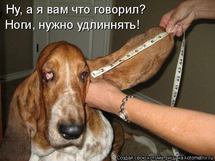 Ну, а я вам что говорил? Ноги, нужно удлиннять!... Котоматрица: Ну, а я вам что говорил? Ноги, нужно удлиннять!