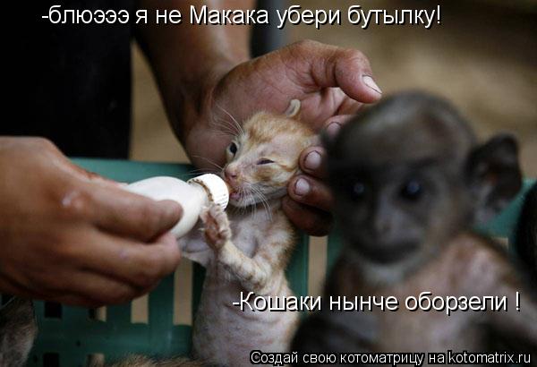 -блюэээ я не Макака убери бутылку! -Кошаки нынче оборзели !... Котоматрица: -блюэээ я не Макака убери бутылку! -Кошаки нынче оборзели !