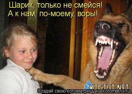 Шарик, только не смейся! А к нам, по-моему, воры!... Котоматрица: Шарик, только не смейся! А к нам, по-моему, воры!