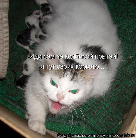 -Иди сам за колбосой прыгай! -я тут своих кормлю...... Котоматрица: -Иди сам за колбосой прыгай! -я тут своих кормлю...