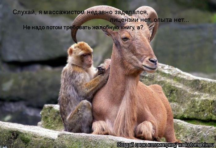 Слухай, я массажистом недавно заделался, лицензии нет, опыта нет... Не надо потом требовать жалобную ... Котоматрица: Слухай, я массажистом недавно заделался, лицензии нет, опыта нет... Не надо потом требовать жалобную книгу, а?