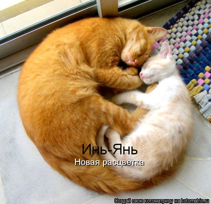 Инь-Янь Новая расцветка... Котоматрица: Инь-Янь Новая расцветка
