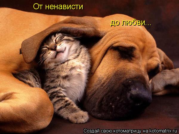 От ненависти до любви...... Котоматрица: От ненависти до любви...