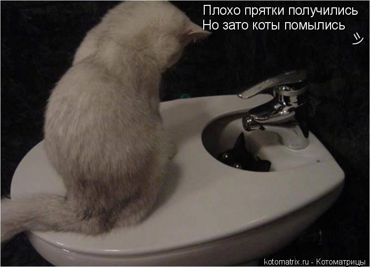 Плохо прятки получились Но зато коты помылись =)... Котоматрица: Плохо прятки получились Но зато коты помылись =)