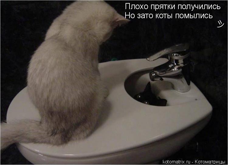 Котоматрица: Плохо прятки получились Но зато коты помылись =)