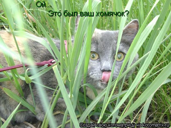 Ой... Это был ваш хомячок?... Котоматрица: Ой... Это был ваш хомячок?